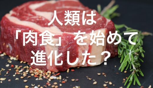 【初心者向け】人類は「肉食」を始めて進化した？